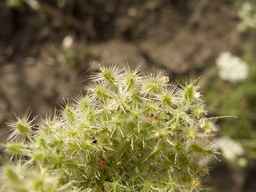 PI_652360_03ncai01_SD_PL_UM_2013-07-03_02.jpg