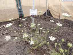PI_652360_03ncai01_SD_PL_XX_2013-06-21_01.jpg