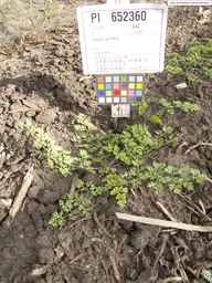 PI_652360_03ncai01_SD_PL_XX_2013-07-03_03.jpg