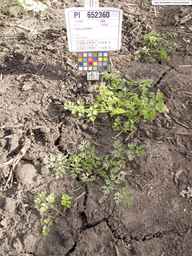 PI_652360_03ncai01_SD_PL_XX_2013-07-03_04.jpg