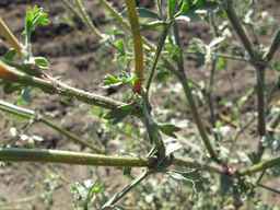 PI_652366_04ncai01_SD_PL_LV_2011-08-19_01.jpg