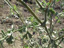 PI_652366_04ncai01_SD_PL_LV_2011-08-19_02.jpg