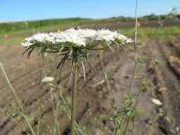 PI_652366_04ncai01_SD_PL_UM_2011-08-19_02.jpg
