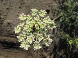 PI_652366_04ncai01_SD_PL_UM_2011-08-19_03.jpg