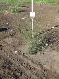PI_652366_04ncai01_SD_PL_XX_2011-08-19_02.jpg