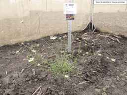 PI_652367_08ncai01_SD_PL_XX_2013-06-21_01.jpg