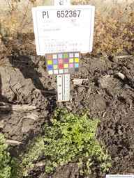 PI_652367_08ncai01_SD_PL_XX_2013-08-02_01.jpg