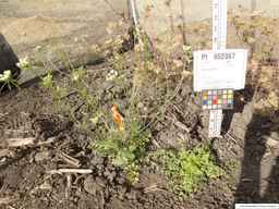 PI_652367_08ncai01_SD_PL_XX_2013-08-02_02.jpg