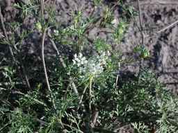 PI_652385_01ncai01_SD_PL_UM_2010-07-16_02.jpg