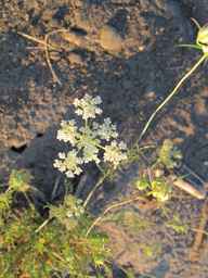PI_652385_01ncai01_SD_PL_UM_2010-08-27_04.jpg