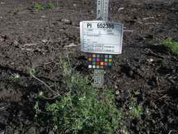 PI_652385_01ncai01_SD_PL_XX_2010-07-16_01.jpg