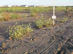 PI_652385_01ncai01_SD_PL_XX_2010-08-27_01.jpg