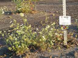 PI_652385_01ncai01_SD_PL_XX_2010-08-27_02.jpg