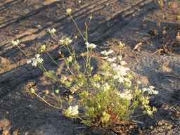 PI_652385_01ncai01_SD_PL_XX_2010-08-27_03.jpg