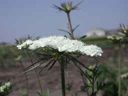 PI_652387_02ncai01_SD_PL_UM_2010-08-05_03.jpg