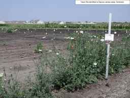 PI_652387_02ncai01_SD_PL_XX_2010-08-05_02.jpg