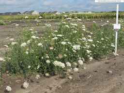 PI_652387_02ncai01_SD_PL_XX_2010-08-18_01.jpg