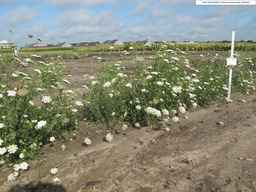 PI_652387_02ncai01_SD_PL_XX_2010-08-18_02.jpg
