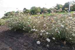 PI_652387_02ncai01_SD_PL_XX_2017-08-07_03.jpg