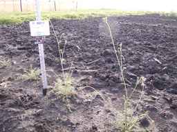 PI_652412_04ncai01_SD_PL_XX_2013-06-26_02.jpg