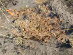 PI_652412_04ncai01_SD_SD_XX_2013-08-29_01.jpg
