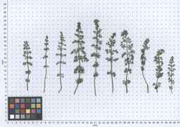 PI_652413_04ncai01_SD_PL_LV_2013-05-30_01.jpg