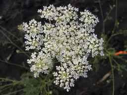 PI_652413_04ncai01_SD_PL_UM_2013-06-26_04.jpg
