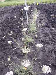 PI_652413_04ncai01_SD_PL_XX_2013-06-26_01.jpg