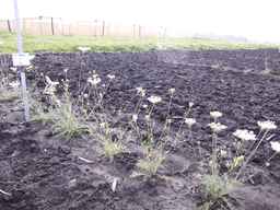 PI_652413_04ncai01_SD_PL_XX_2013-06-26_02.jpg
