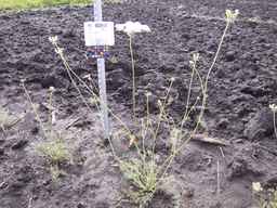 PI_652413_04ncai01_SD_PL_XX_2013-06-26_04.jpg