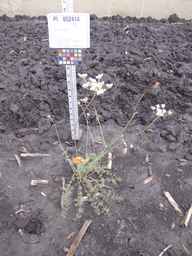 PI_652414_04ncai01_SD_PL_XX_2013-06-26_01.jpg