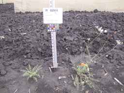 PI_652414_04ncai01_SD_PL_XX_2013-06-26_02.jpg