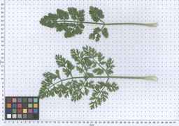 PI_661242_10ncao51_SD_PL_LV_2013-06-17_01.jpg