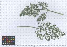 PI_661242_10ncao51_SD_PL_LV_2013-06-17_02.jpg