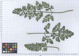 PI_661242_10ncao51_SD_PL_LV_2013-06-17_03.jpg