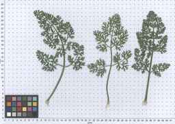 PI_661242_10ncao51_SD_PL_LV_2013-06-17_04.jpg