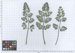 PI_661256_11ncao51_SD_PL_LV_2013-06-17_01.jpg