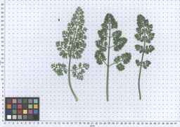 PI_661256_11ncao51_SD_PL_LV_2013-06-17_02.jpg