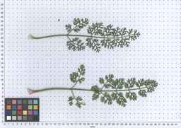 PI_661256_11ncao51_SD_PL_LV_2013-06-17_03.jpg
