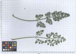 PI_661256_11ncao51_SD_PL_LV_2013-06-17_04.jpg