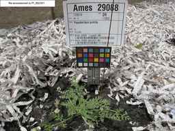 PI_662301_08ncai01_SD_PL_XX_2011-08-01_02.jpg
