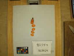 Nb8524_2.jpg