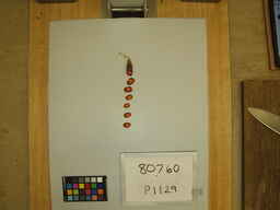P1129_3.jpg