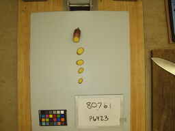P6423_3.jpg
