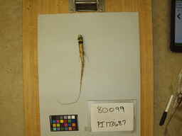 PI_173687.jpg