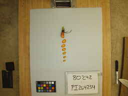 PI_264234_3.jpg