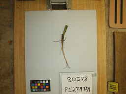PI_279759.jpg