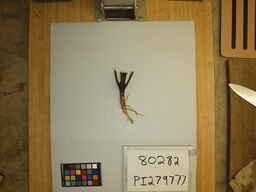 PI_279777_3.jpg