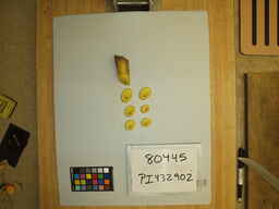 PI_432902_3.jpg