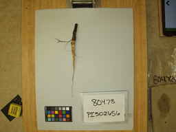 PI_502656_1.jpg